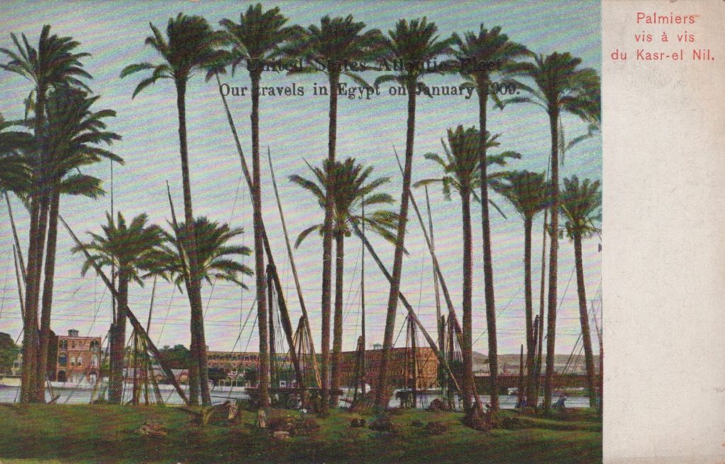 Palmiers vis a vis du Kasr-el Nile