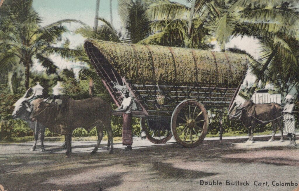 Double Bullock Cart, Columbo