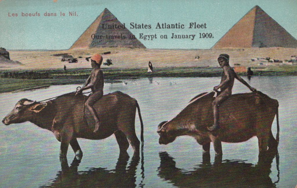 Les boeufs dans le Nile